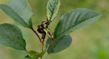 Jak se zbavit mšic na třešních a jak zpracovat, přehled léků a lidových prostředků